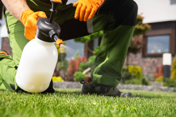 Best Termite Control Services  in Alameda, CA