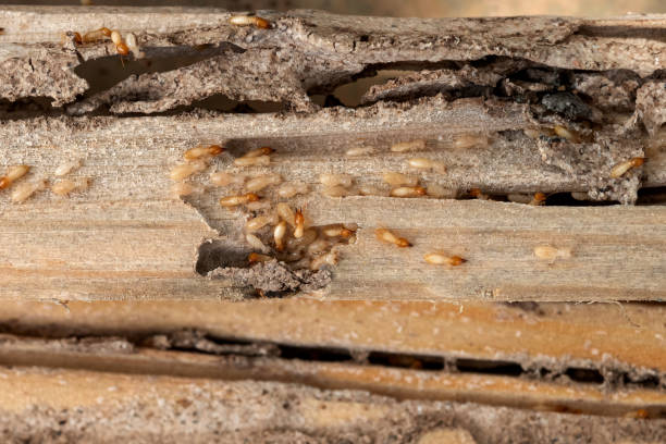 Best Commercial Pest Control Services  in Alameda, CA